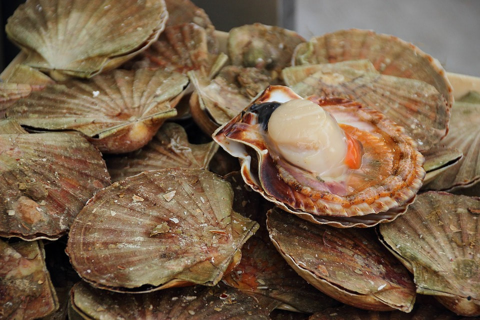 Scallop aquaculture farm Checatica Bay